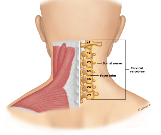 đốt sống cổ 1