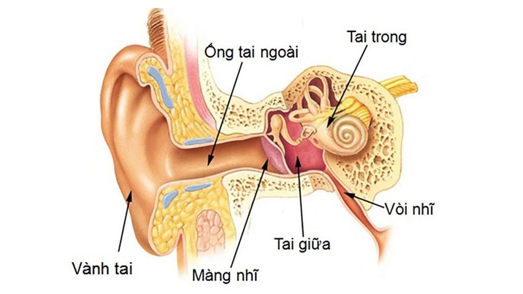 Di vật trong tai 1