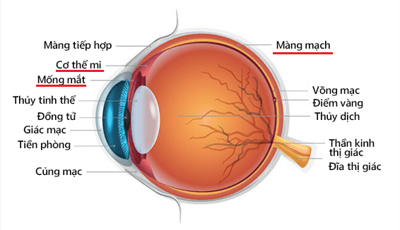 viêm màng bồ đào 1