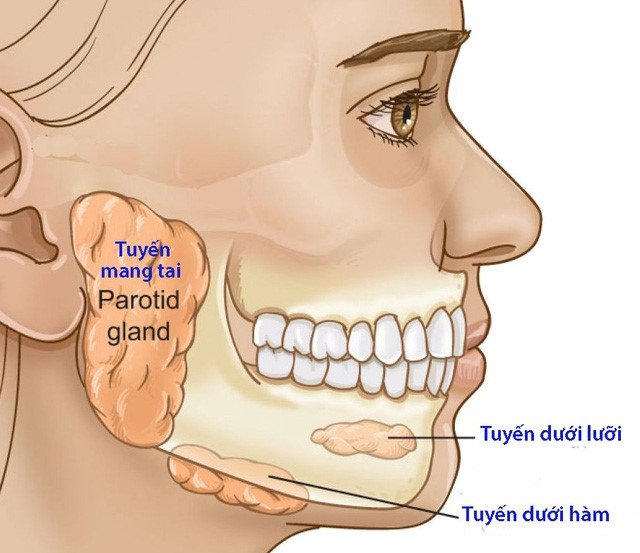 tuyến nước bọt 1
