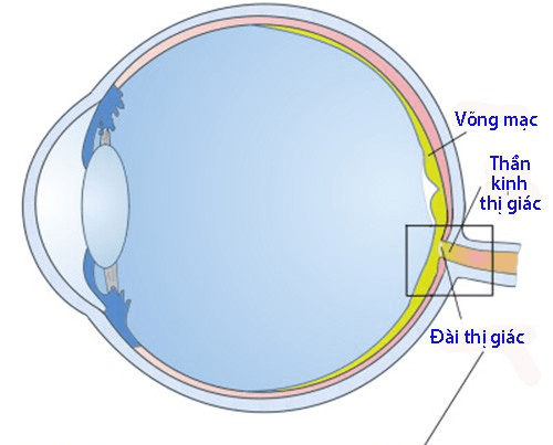 thần kinh thị giác 1