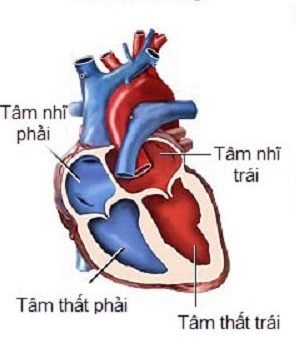 tâm thu 1