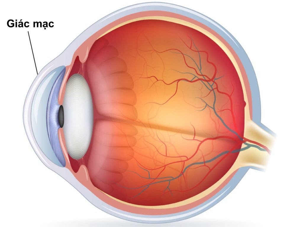 loét giác mạc: cấu trúc