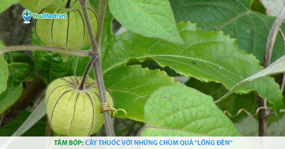 Cay Tầm Bop Thu Lu Cay Thuốc Với Những Chum Quả Lồng đen